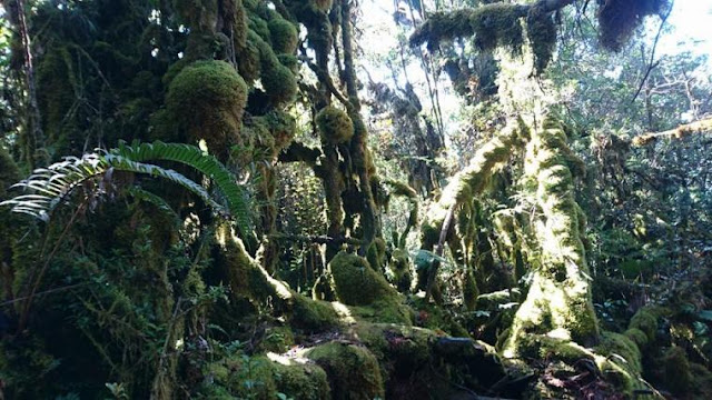 Hiking Gunung Singgalang